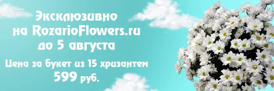 Букет из 15 хризантем